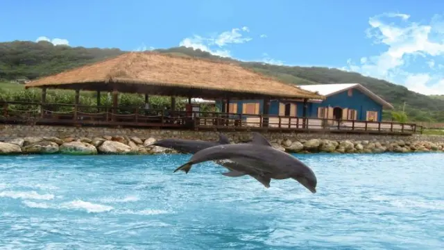 Dolphin Cove Tour
