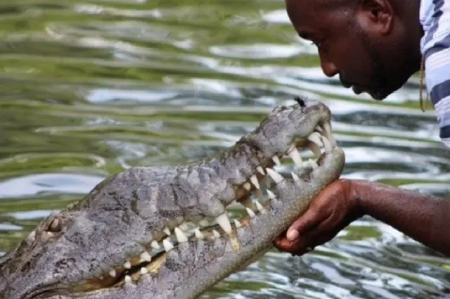 Black River Safari & Pelican Bar Tour